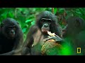 Rainforest Queens: Bonobo Survival (Full Episode) | Queens