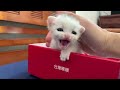 The full story of the kitten that was rescued after being adopted. white kitten about 1 month old