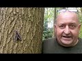 Privet Hawk moth - the UK's largest native moth