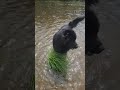 water exercises for the dogs today #dog #riverdog #riverlife #doglife #riveradventures