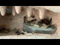 Camponotus colony in mini hearth