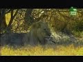 man vs lion