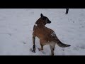 Belgian malinois ,dobermann puppy and retrevier having fun in the snow