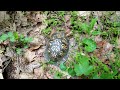 Eastern Box Turtle for James Marshalla