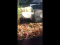 Baby Red Ear slider Tank Update