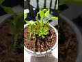 My Mini Venus Flytrap