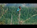 White-throated Kingfisher Braving the Elements