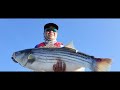 Topwater delta striper fishing . #monsterfishingtackle.com