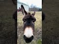 Happy Donkey Loves Owner || ViralHog