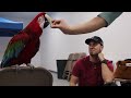 HOW TO TRAIN A MEAN MACAW (PART 1)