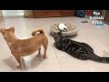 Funniest DOGS and CATS 2024 - Funny videos ANIMALS - Try not to laugh P4