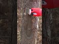 The easy way to remove a tree stump #shorts #tree #asmr #satisfying #viralchannel #diylovers #foryou