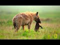 African Queens: Lions vs Hyenas (Full Episode) | Queens | @NatGeo