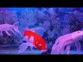 BEAUTIFUL AQUARIUM FISH WITH VARIOUS COLORS OF FISH