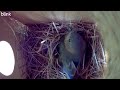 Part 1 : Eastern Bluebird Nesting #birdwatching #birding #nestboxcamera