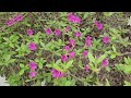 🌸🌱#야생화들이 이름모를 🍒🌱열매와함께  활짝🌼🦋 피어있는 아름다운 #산속 #풍경mp4(41)~힐링영상👍💘