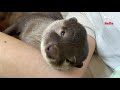 Otter Bingo&Belle cry like babies when sleepy