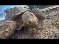 Feeding Day for the Tortoises - Daily Routine