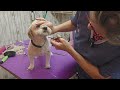 Dog grooming, Havanese, haircut #groomer #cutedog