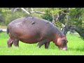 Super Beautiful 4K Baby Animals | Relax With Peaceful Melodies | Beautiful Relaxing Movie
