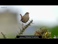 QUIZ 10 ESPÈCES D'OISEAUX Volume 1 Lumix GH4/GH5 4K