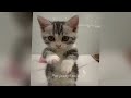 Guilty Dog and cat is so funny😻🐈Try Not to Laugh🤣2024