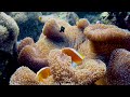 Ocean Echoes 8K ULTRA HD - Relaxing Sea Animals 🐠 Playful Fish On Coral Reef