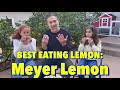 TASTE TESTING LEMONS 🍋 | Eureka vs. Meyer vs. Ponderosa