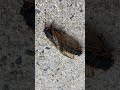 Cicada Video - 2021 - Towson, Maryland