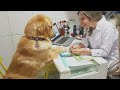 When your dog has a deep conversation with the vet 🐶 Funniest Dog Reaction