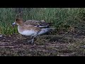 Preening Snipe