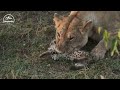 15 Scary Moments Big Cats Fight To The Death And What Happened Next?