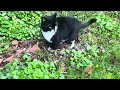 Tuxedo cat in the garden