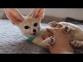 What does a domestic fennec fox do