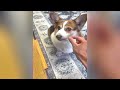 Best Funniest Animal Videos 2024 😅 Funniest Cats and Dogs Videos Part 30 😄 New Funny Cats