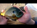 Wisconsin Bluegill Fishing 2023