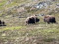 Muskox