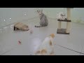 Laugh Uncontrollably! Best Funny Cat Videos 2024 😂😂 Best Funny Animal Videos 😻😅