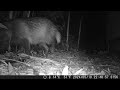 【WILD Animal TOKYO】Japanese TANUKI invades housing area.