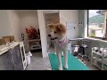 秋田犬のトリミング　サマーカット　ノゾミちゃん