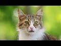 12 Hours Healing Cat Music 🐈 Sleep Music for Cats With Video 4K ♬ Sleepy Cat, Soothing Piano