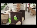 So Funny! Funniest Cats and Dogs 2024 😂🤣 Funny Cats Moments 😅