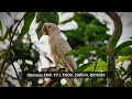 Tanimbar Corella | Bird Photography w/ OLYMPUS EM5 & 75-300mm | Sabahan Birding in Singapore