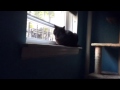 Talia Bird Meowing - July 6th Morning