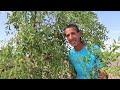 An Amazing Desert Adapted Fruit Tree