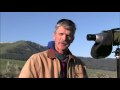 Wolves in Yellowstone National Park - wolf watching