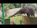 Feeding Elephants