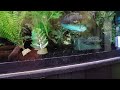 Electric Blue Jack Dempsey mating dance