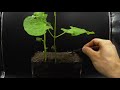 Growing Beans Time Lapse