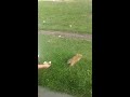 Feeding a squirrel in park